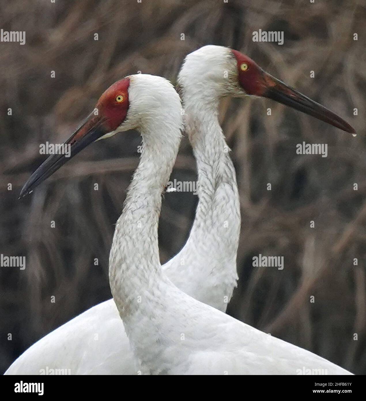 (220115) -- NANCHANG, 15 janvier 2022 (Xinhua) -- des grues blanches sont vues au sanctuaire de grues sibériennes cinq étoiles de Nanchang, près du lac Poyang, à Nanchang, dans la province de Jiangxi, en Chine orientale, 12 janvier 2022.Le lac Poyang, le plus grand lac d'eau douce du pays, est un lieu d'hivernage important pour les oiseaux migrateurs.En 2021, le gouvernement local du comté de Yugan a publié une politique de compensation pour les agriculteurs et réservé du riz aux oiseaux migrateurs pour augmenter les réserves de fourrage pour les oiseaux.Dans le sanctuaire des grues sibériennes cinq étoiles de Nanchang, près du lac Poyang, des grues y ont été attirées pour la nourriture sur un lotus P. Banque D'Images