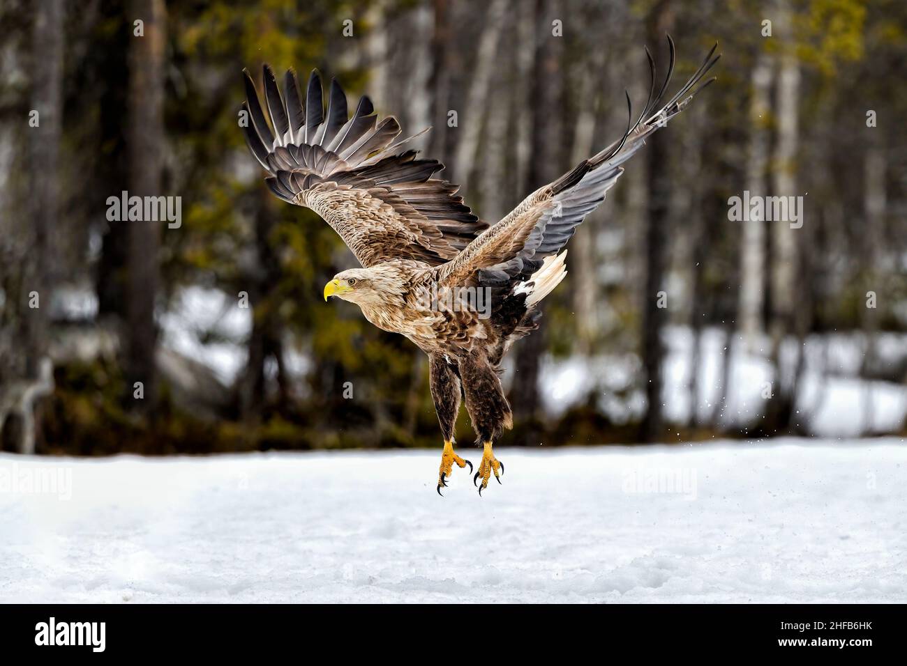 Décollage de l'aigle à queue blanche Banque D'Images