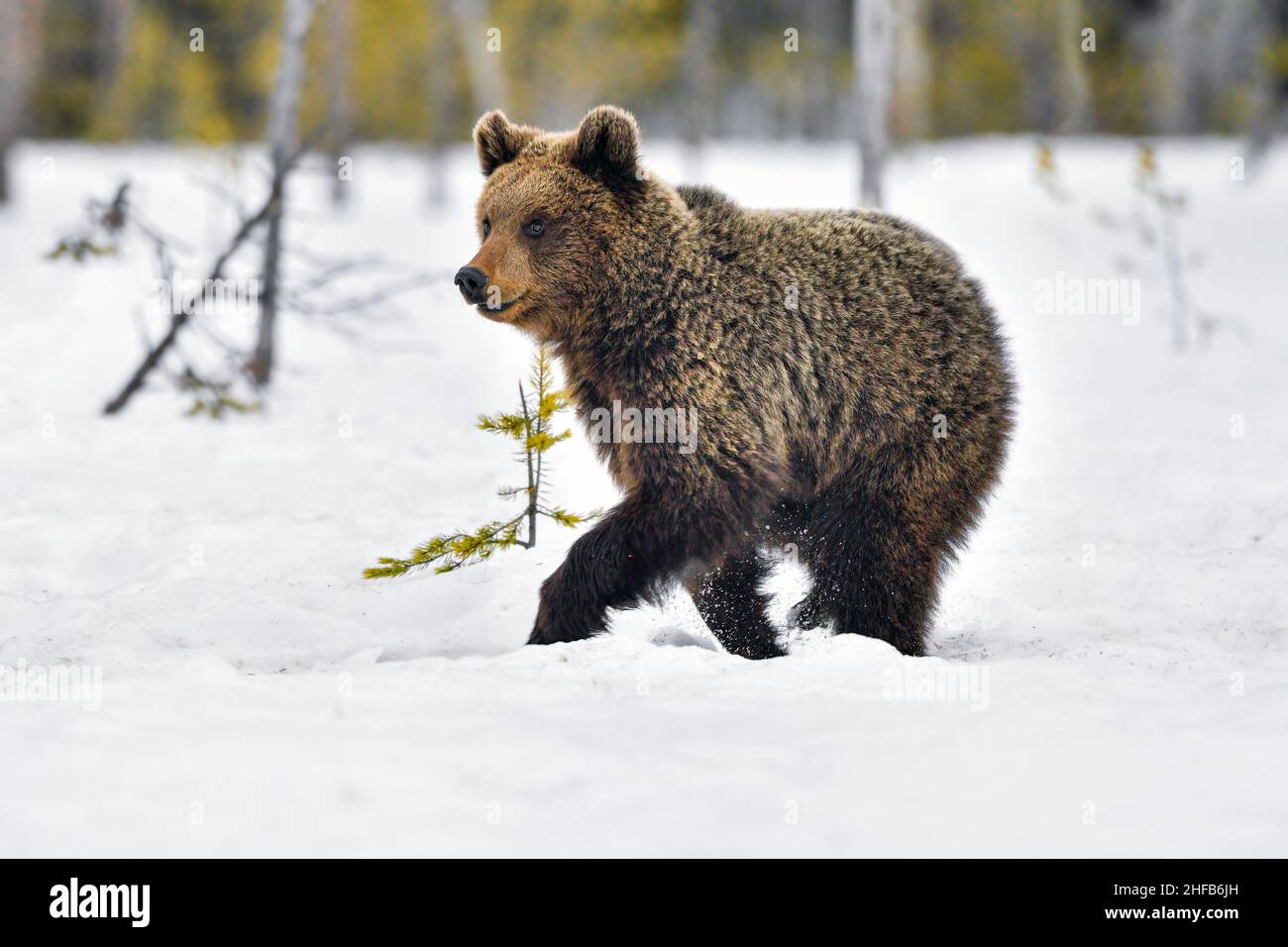 Un jeune ours prend un court sprint Banque D'Images