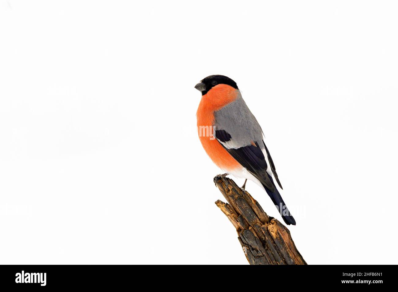 Bullfinch eurasien sur fond blanc (neige) Banque D'Images