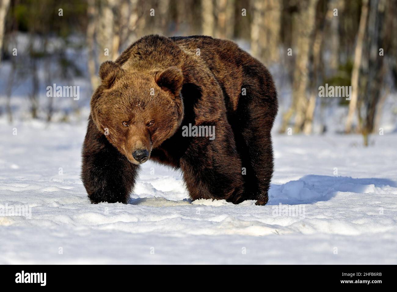 Grand ours brun sur la neige. Banque D'Images