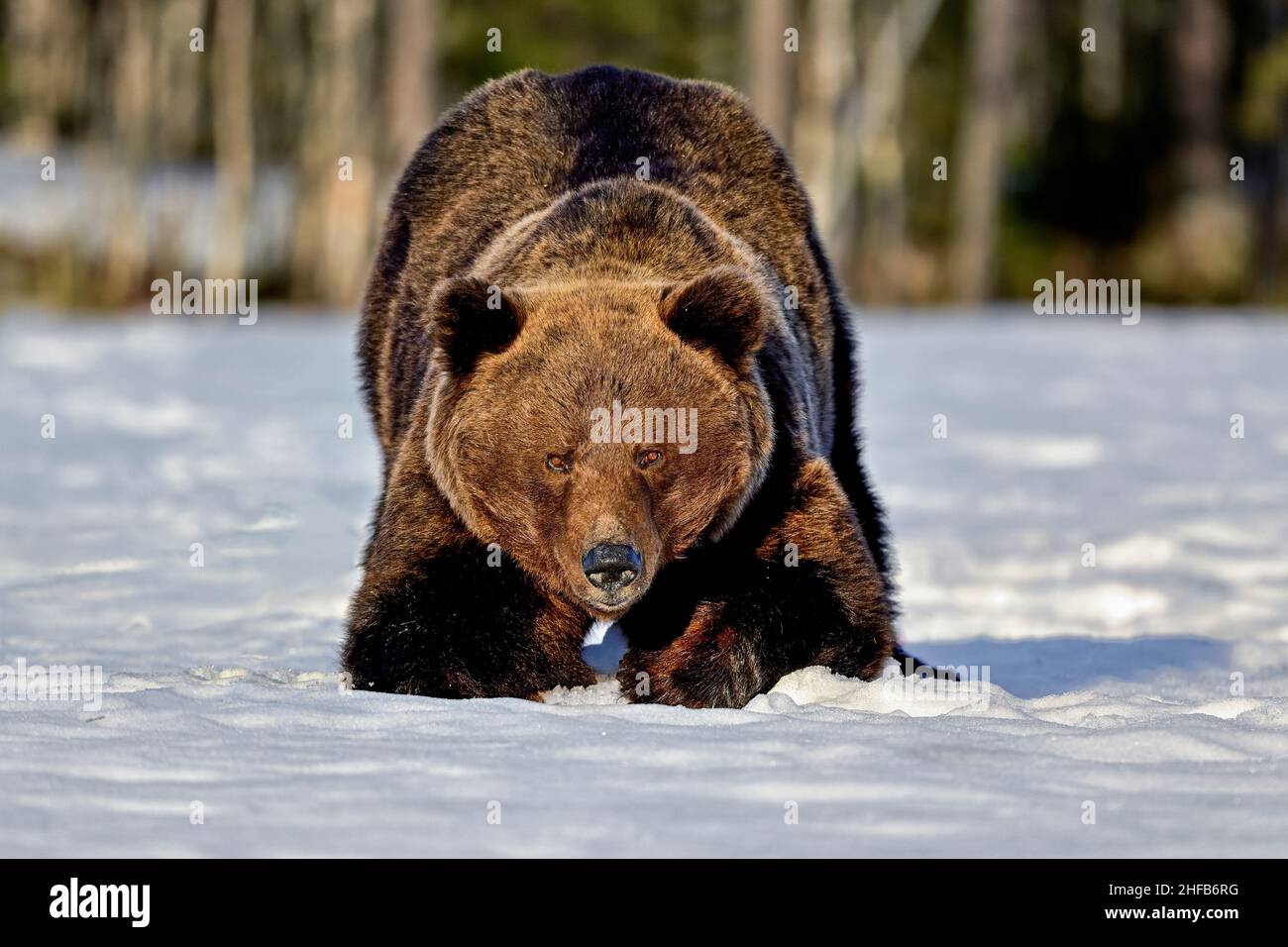 Œil à œil avec l'ours mâle alpha Banque D'Images