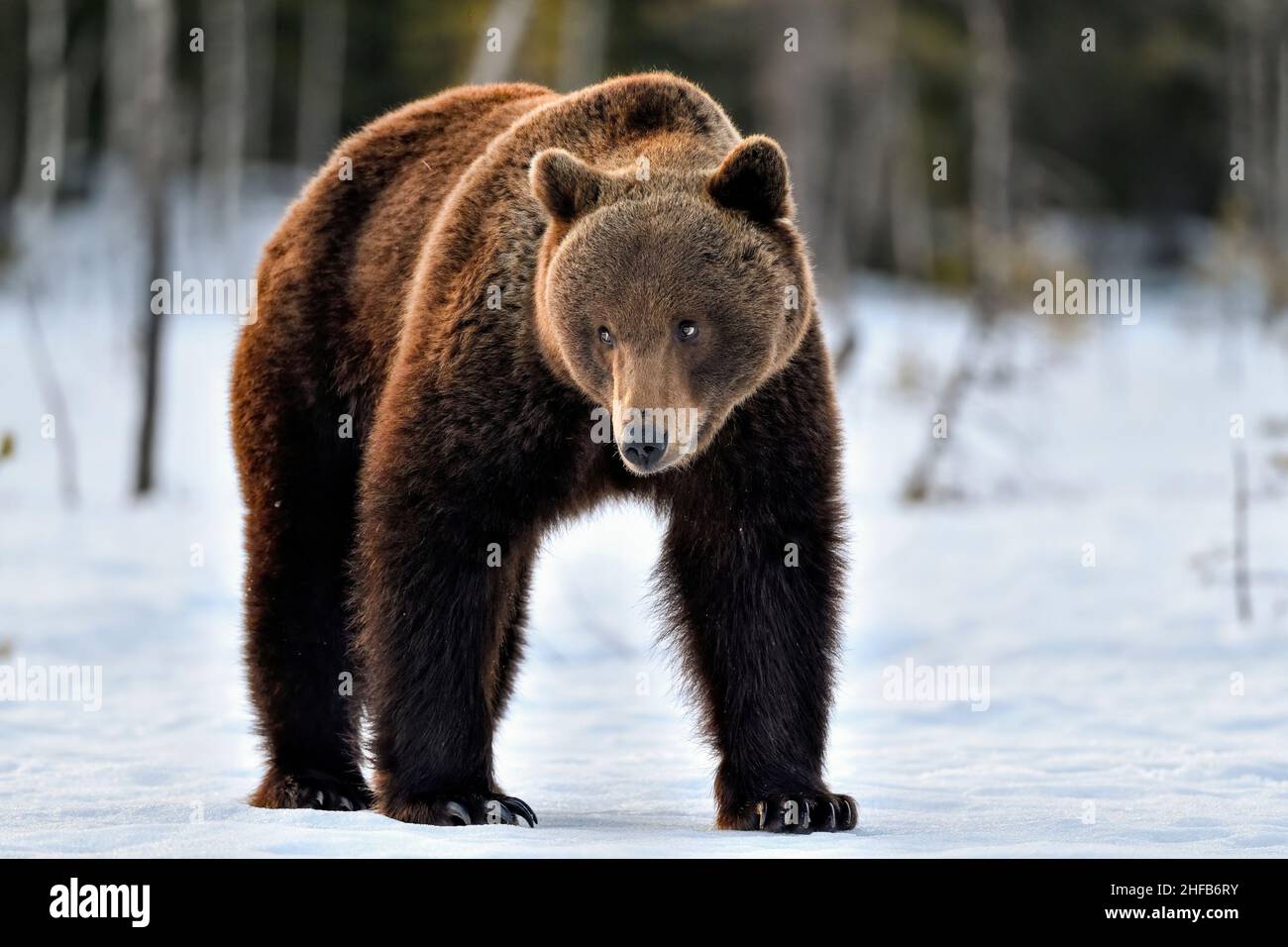 Causious regarde l'ours à l'aube Banque D'Images