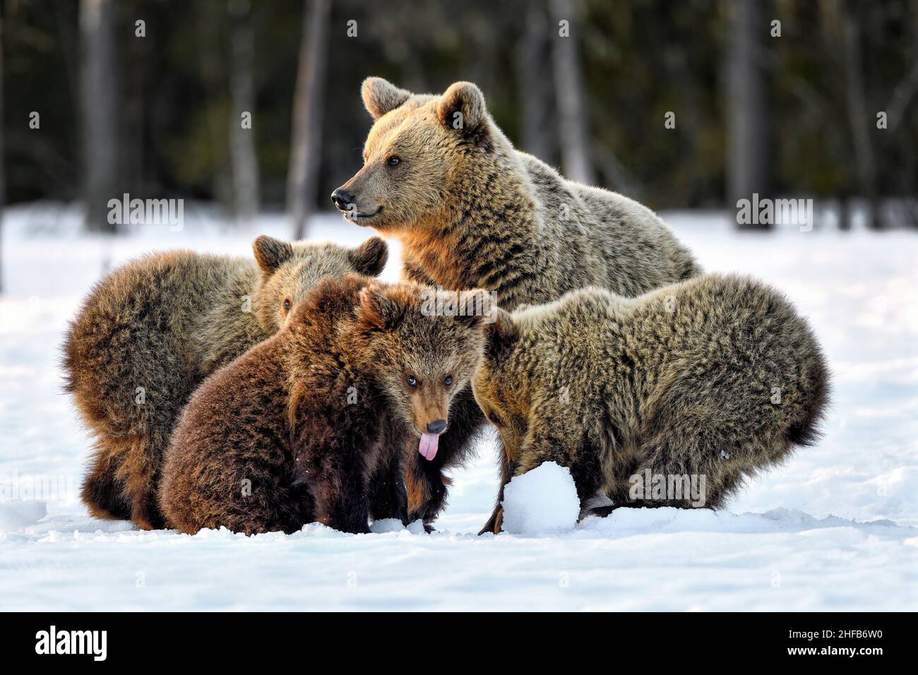 Réunion de famille d'ours tôt le matin au lever du soleil où un cub a une « opinion exprimée » claire.?? Banque D'Images