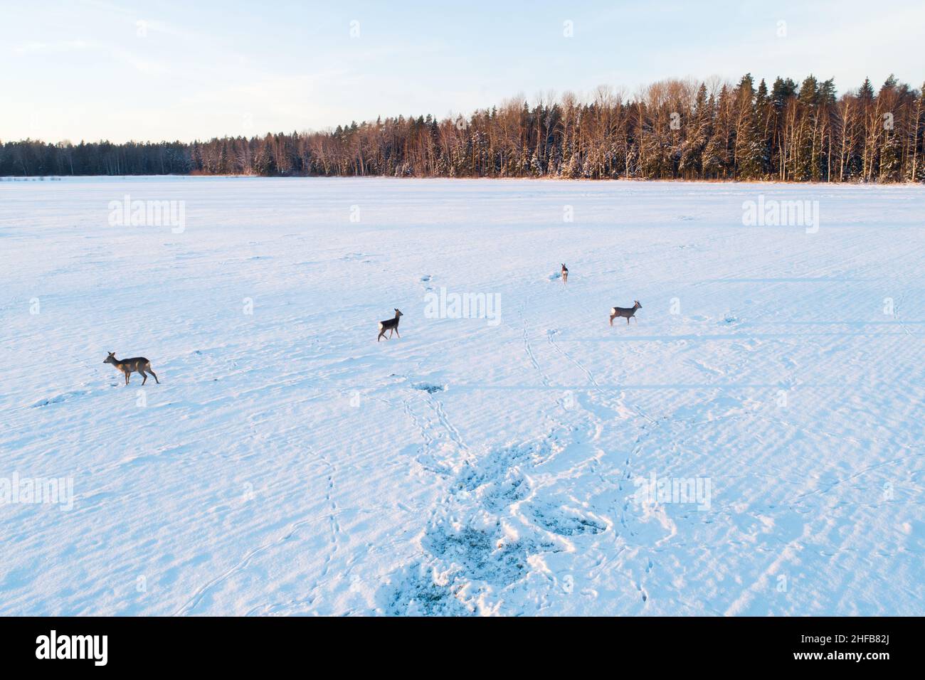 Cerf de Virginie, Capreolus capreolus sur un terrain enneigé pendant le coucher du soleil hivernal en Estonie, en Europe du Nord. Banque D'Images