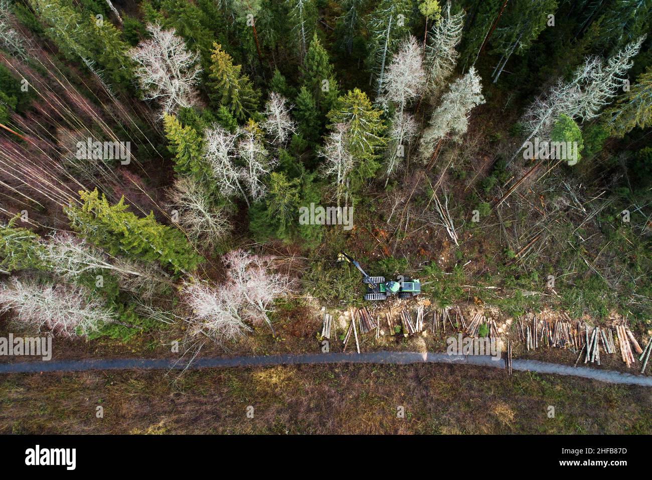 Antenne d'une moissonneuse de bois vert coupant quelques arbres dans la forêt de conifères estonienne. Banque D'Images