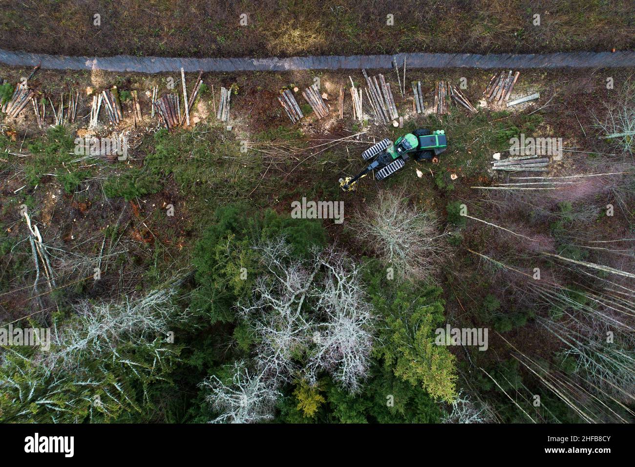 Antenne d'une moissonneuse de bois vert coupant quelques arbres dans la forêt de conifères estonienne. Banque D'Images