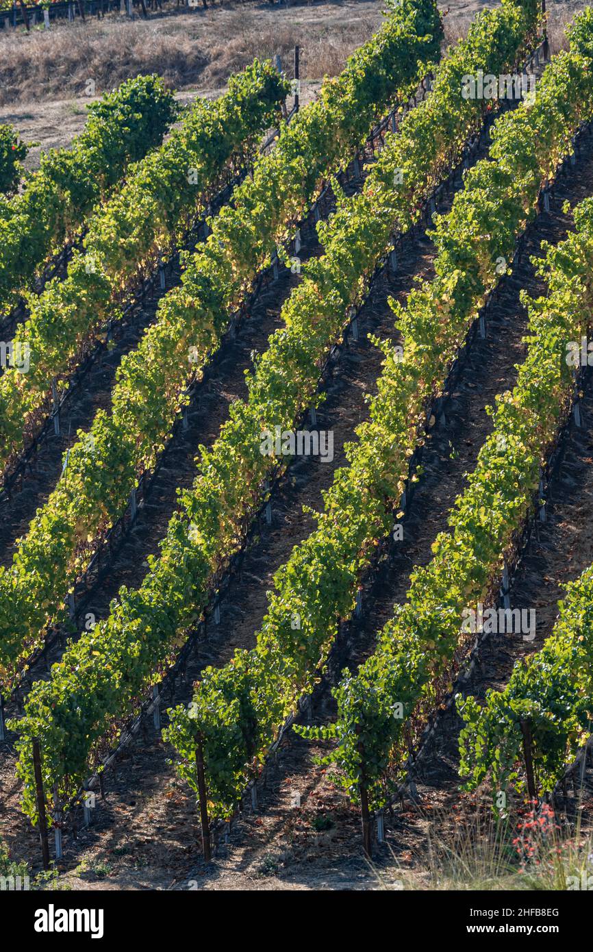 Plan long de collines de vignoble de Californie et rangées sur les rangs de vignes Banque D'Images