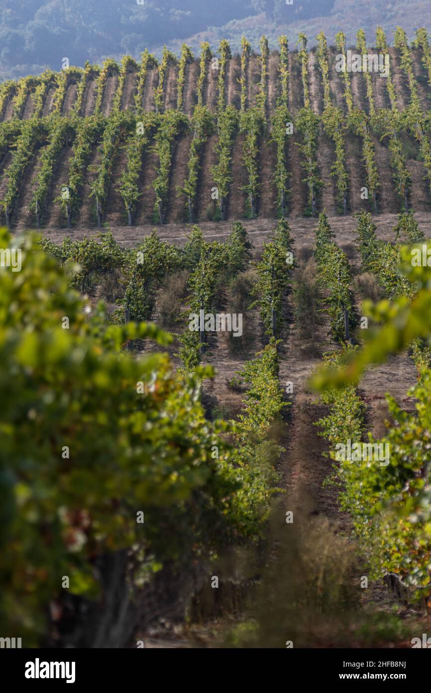 Plan long de collines de vignoble de Californie et rangées sur les rangs de vignes Banque D'Images