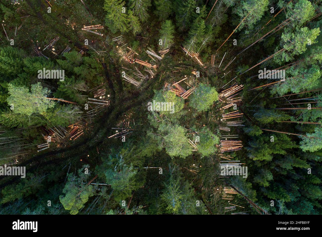 Une antenne de grumes d'épinette et de pin fraîchement coupées le long d'un petit chemin boueux à travers une forêt boréale estonienne. Banque D'Images