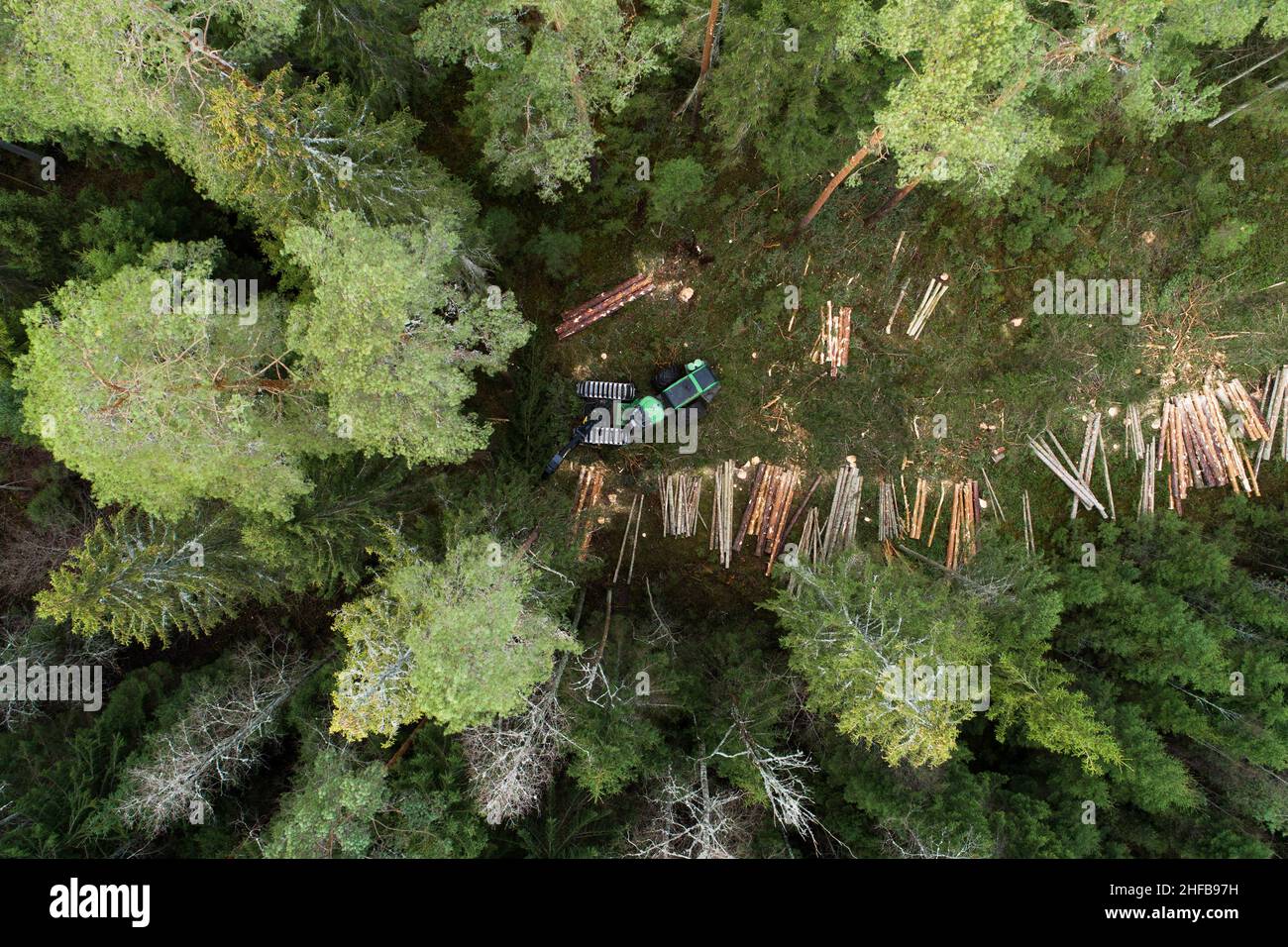 Antenne d'une moissonneuse de bois vert coupant quelques arbres dans la forêt de conifères estonienne. Banque D'Images