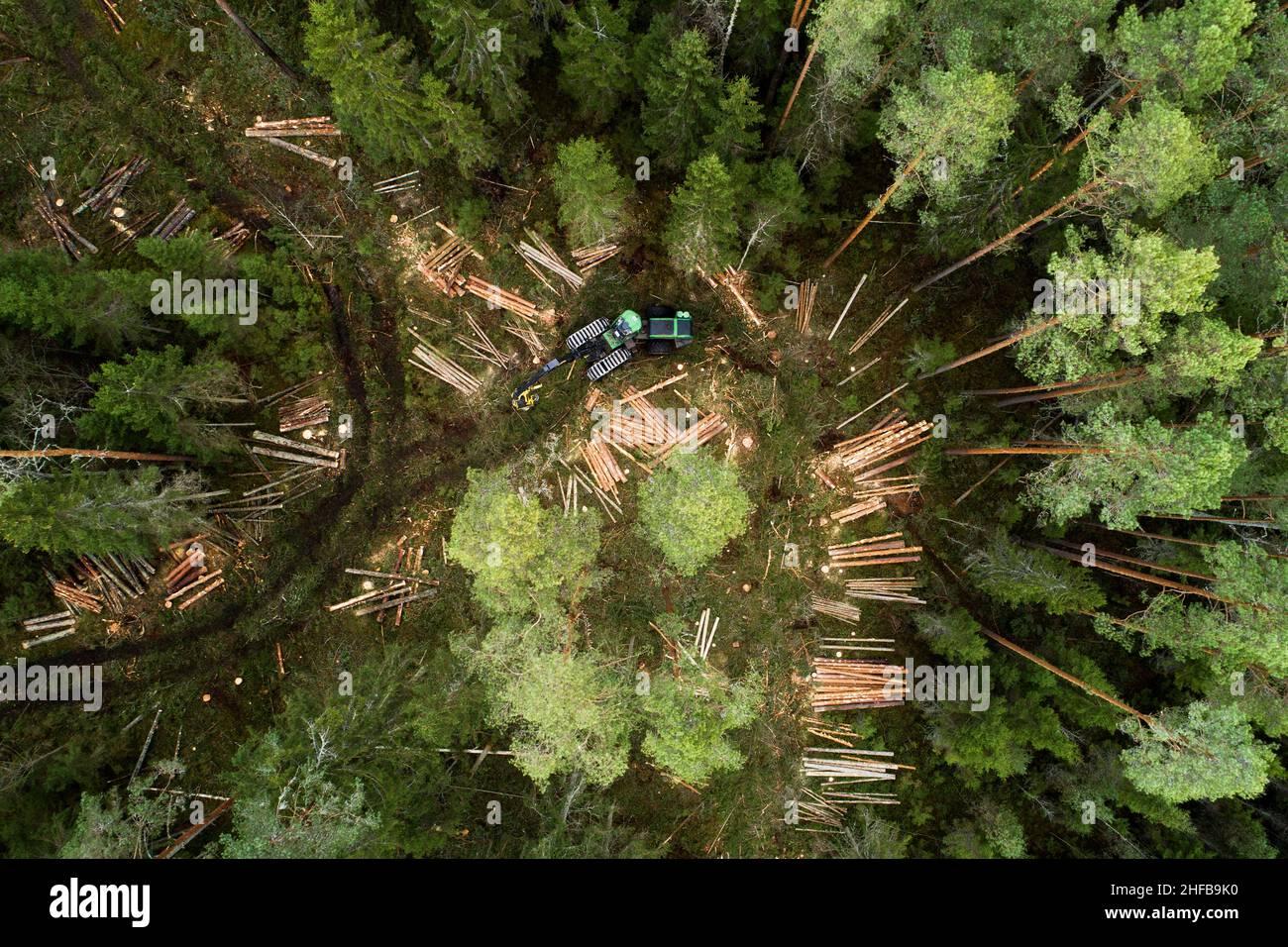 Une grande moissonneuse de bois vert se déplaçant au milieu de la forêt de conifères estonienne. Banque D'Images
