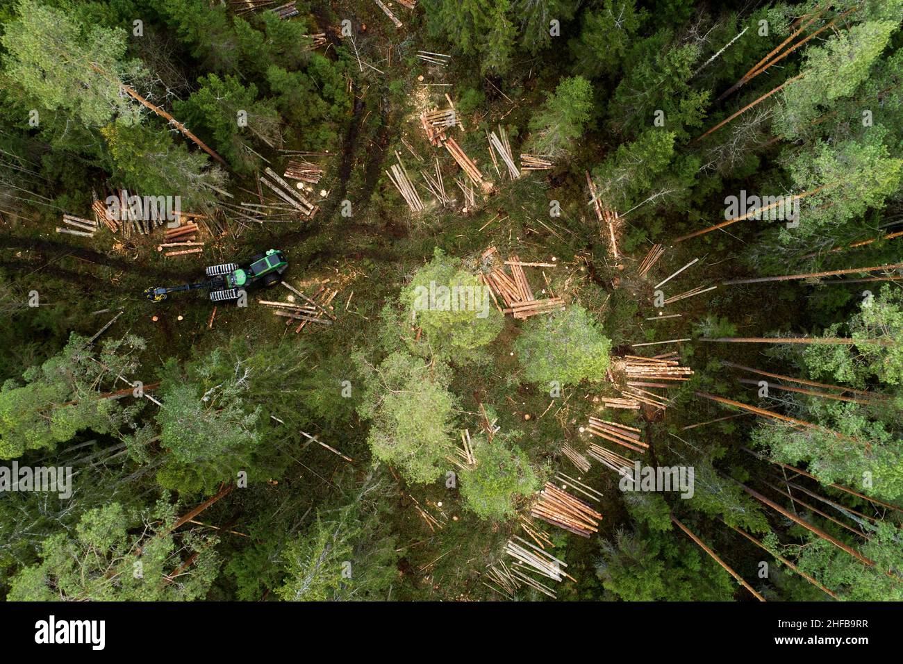Une grande moissonneuse de bois vert se déplaçant au milieu de la forêt de conifères estonienne. Banque D'Images