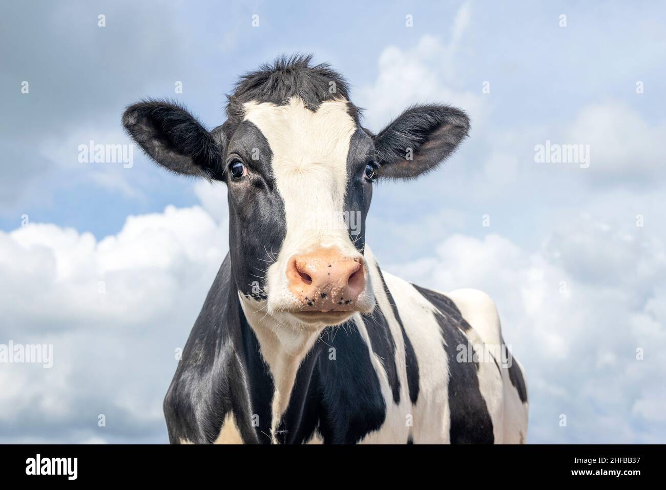 Vache mûre, noir et blanc doux look surpris, nez rose, devant un ciel bleu nuageux Banque D'Images