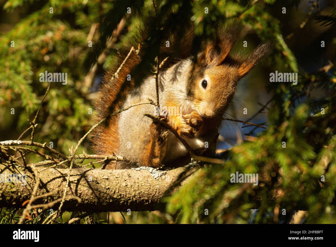 Gros plan de l'écureuil roux, Sciurus vulgaris se nettoyant pendant une soirée d'automne ensoleillée dans une forêt boréale. Banque D'Images