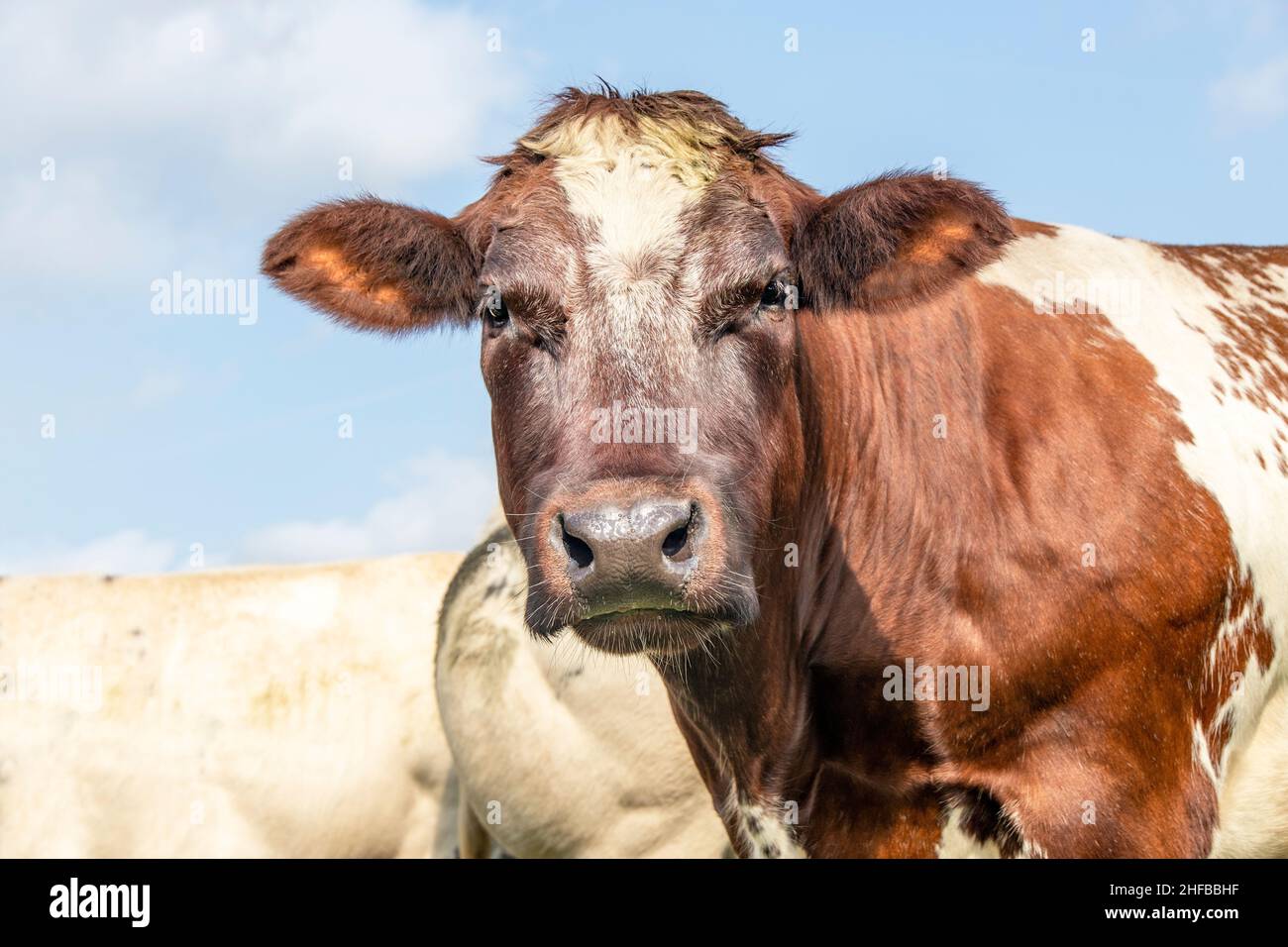 Vache double usage, laiterie et boeuf aux pays-Bas, portrait d'un bovin rouge mûr et calme, expression amicale et calme, fond de ciel Banque D'Images