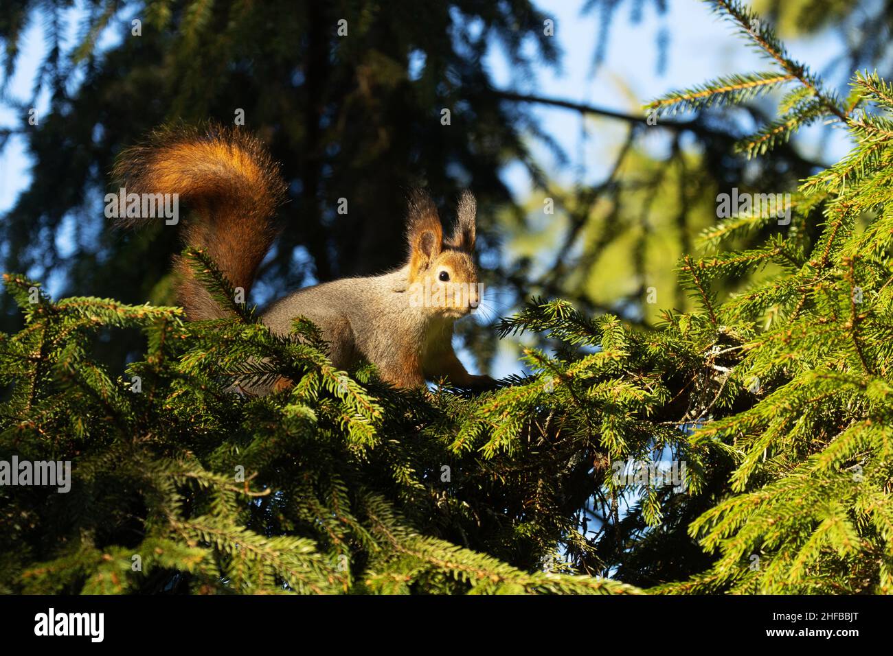 Écureuil roux, Sciurus vulgaris, à la tête d'un intrus provenant de branches de l'épinette pendant une soirée d'automne ensoleillée dans une forêt boréale. Banque D'Images