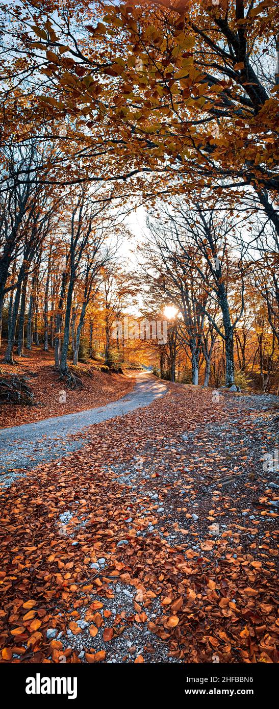Feuillage d’automne Banque D'Images