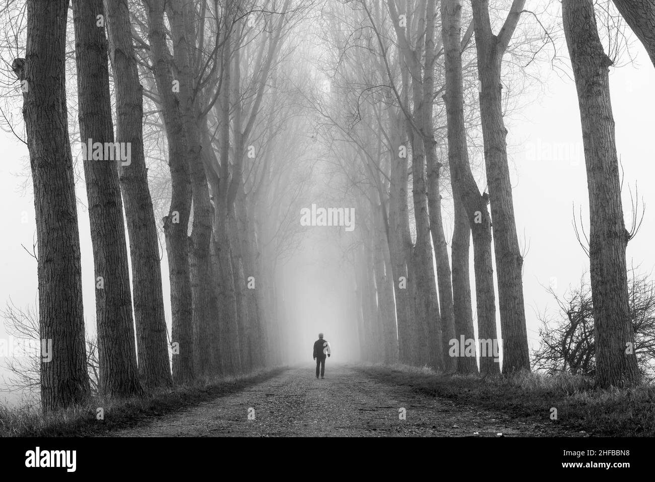 Photo noir et blanc.Une digue bordée d'arbres (digue) dans la brume près du village Wolphaartsdijk dans la province de Zeeland, aux pays-Bas Banque D'Images