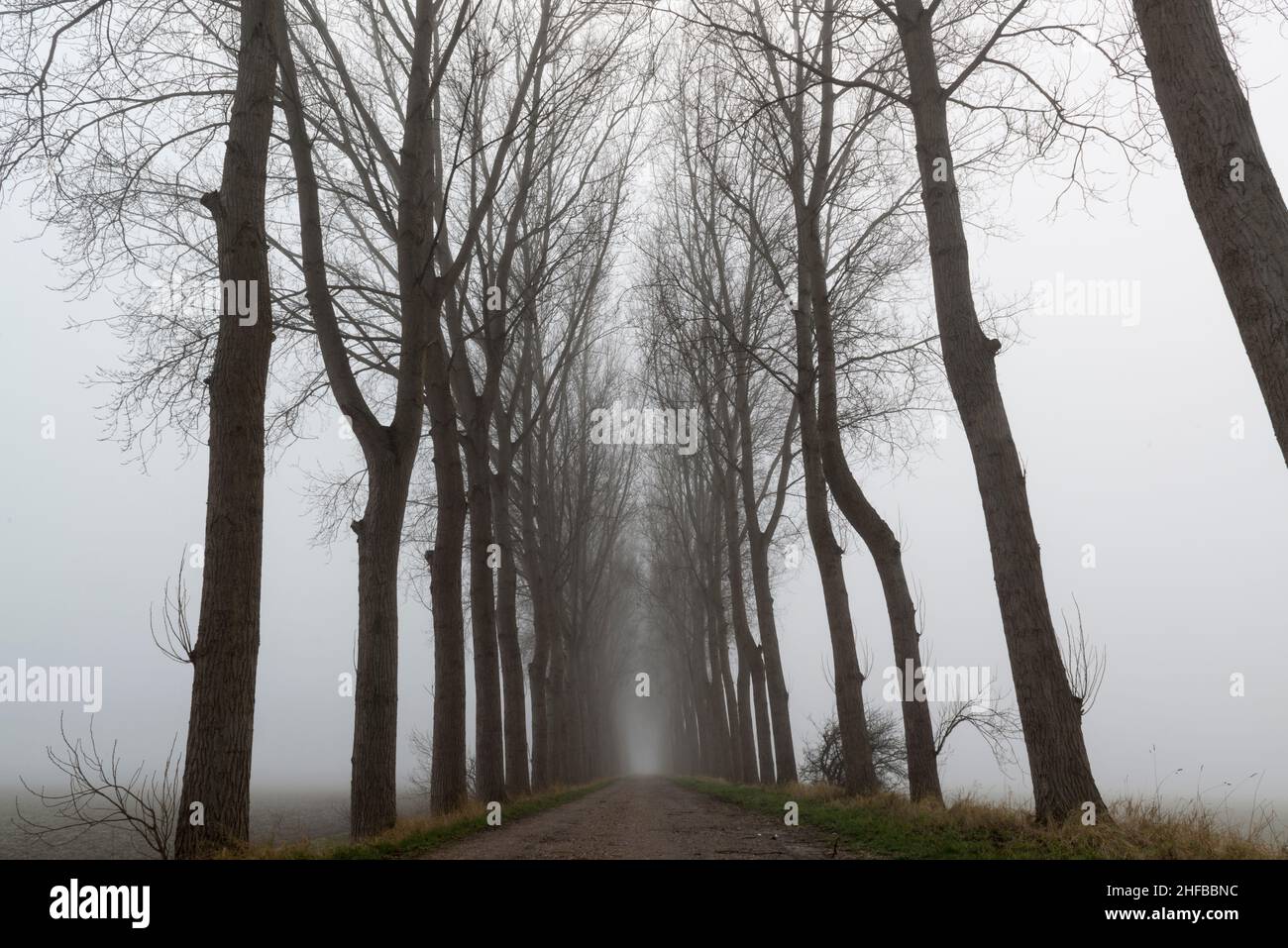 Une digue bordée d'arbres (digue) dans la brume près du village de Wolphaartsdijk, dans la province de Zeeland, aux pays-Bas Banque D'Images