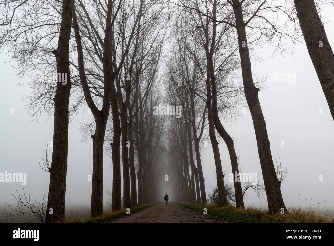 Une digue bordée d'arbres (digue) dans la brume près du village de Wolphaartsdijk, dans la province de Zeeland, aux pays-Bas Banque D'Images