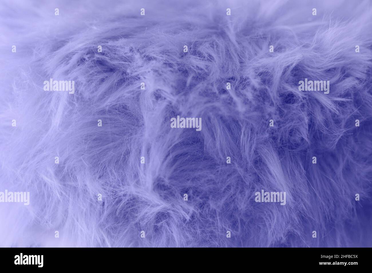 Couleur de l'année 2022, très Peri.Vue du dessus échantillon de texture en laine douce.Beauté tendance, design tendance et moderne Banque D'Images