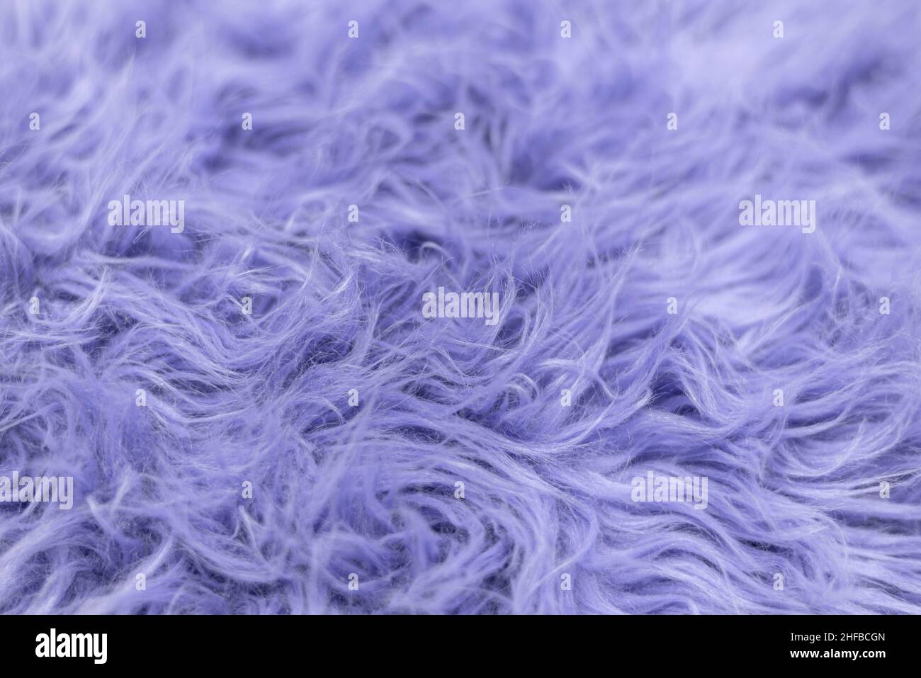 Fourrure douce pourpre pour le fond ou la texture.Couverture en fourrure bleue.La couleur de 2022 très péri.Flat lay, vue de dessus, espace de copie. Banque D'Images