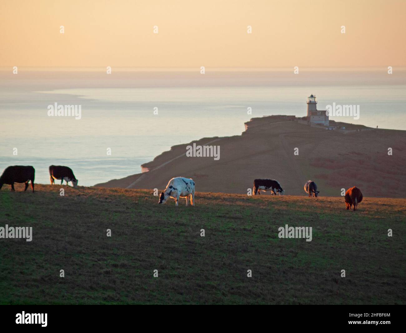 Des bovins se broutent sur les South Downs entre Beachy Head et Birling Gap, dans l'est du Sussex Banque D'Images