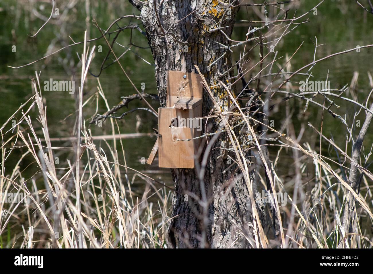 Maison d'oiseau faite par l'homme sur arbre dans le pays du Nebraska .Photo de haute qualité Banque D'Images