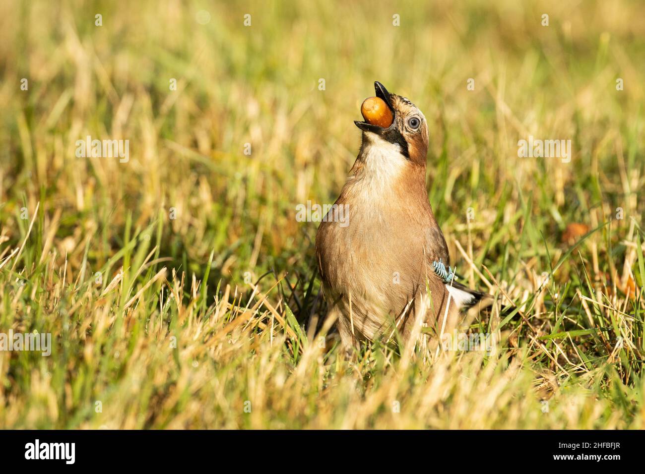 jay eurasien, Garrulus glandarius mangeant un gland mûr pendant une journée d'automne en Estonie. Banque D'Images