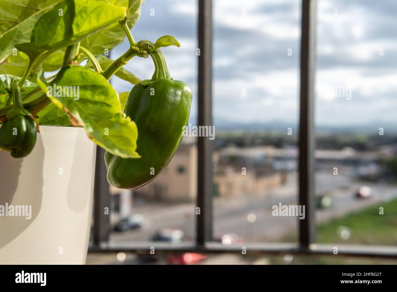 Gros plan d'un poivron vert, papsicum vert, sur une plante de poivron, dans un cadre urbain.Image conceptuelle des jardins urbains Banque D'Images