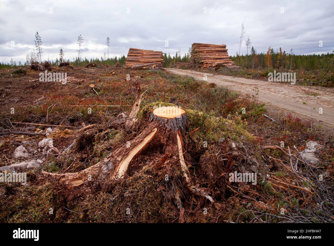 Une souche de pin de Scots fraîchement coupée sur une zone dégagée à côté d'une pile de bois et d'une petite route dans le nord de la Finlande. Banque D'Images