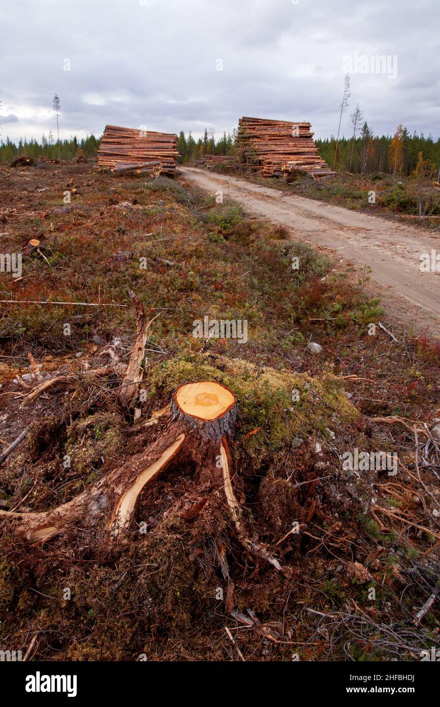 Une souche de pin de Scots fraîchement coupée sur une zone dégagée à côté d'une pile de bois et d'une petite route dans le nord de la Finlande. Banque D'Images