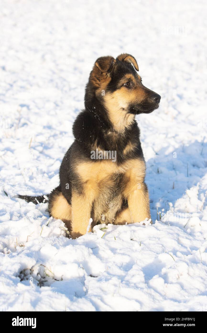 Calme German sheppard chiot assis sur une journée d'hiver ensoleillée en Europe. Banque D'Images