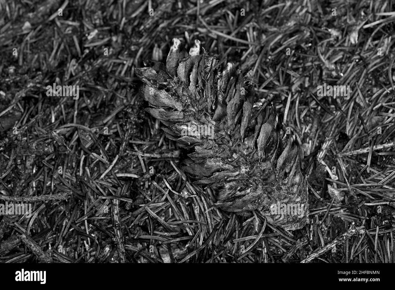 Un gros plan d'un cône de pin qui a été charmé par un feu de forêt. Banque D'Images