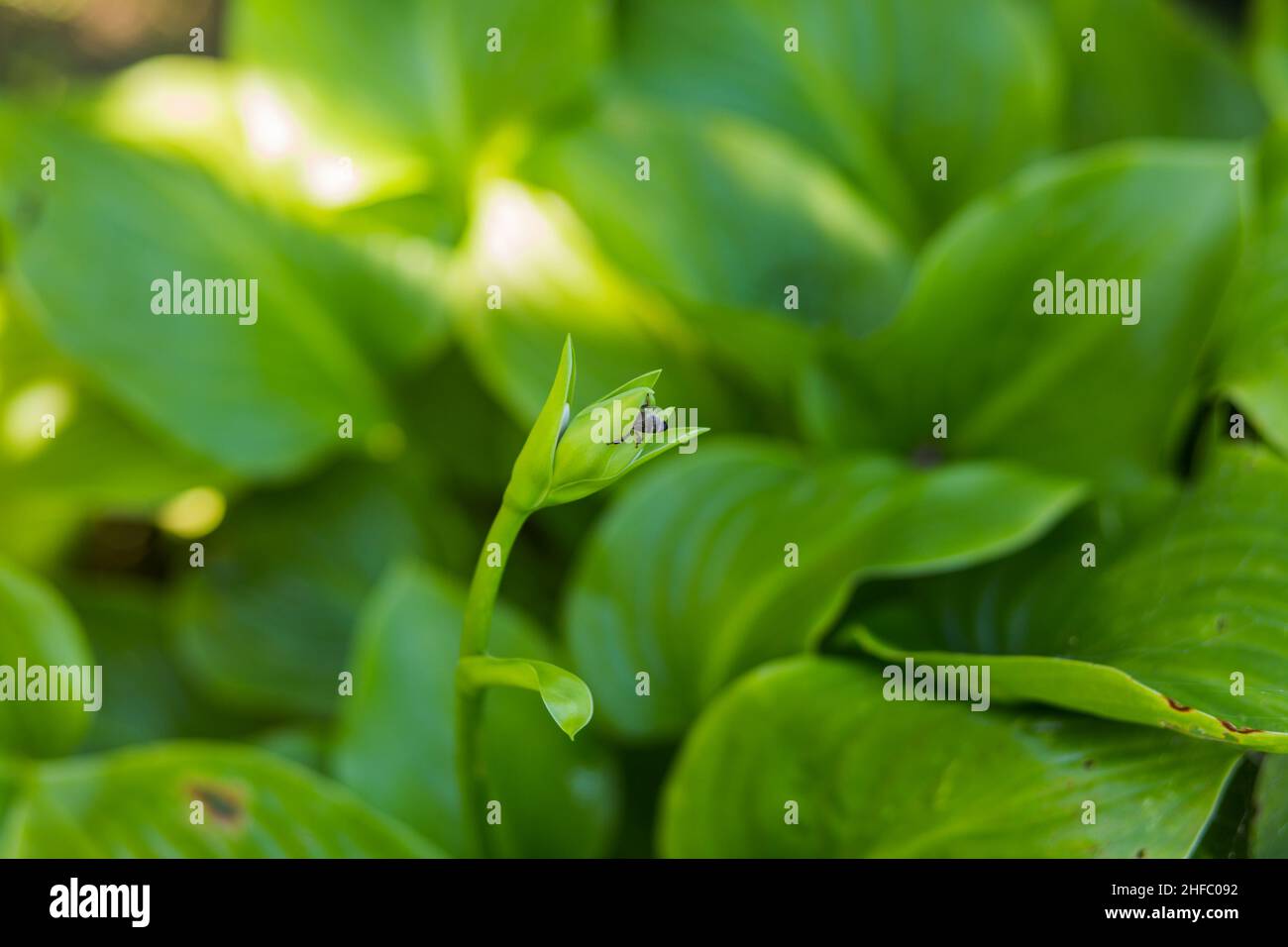 L'abeille recueille le nectar de la fleur de Hosta, syn.Funkia, hostas, lys plantain, giboshi .Feuilles vertes de l'hosta et du bourgeon de fleur. Banque D'Images