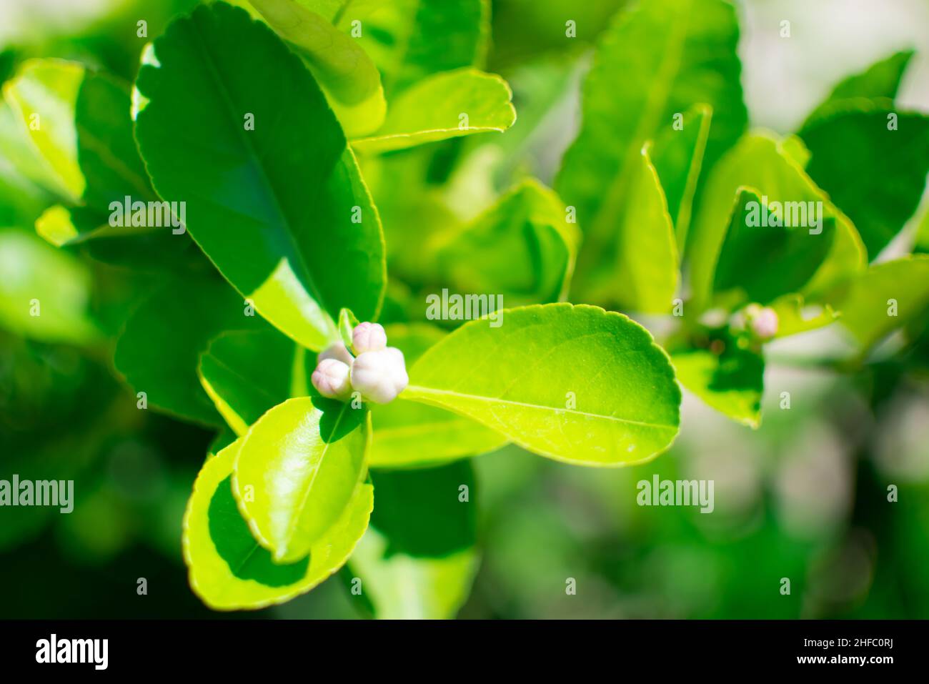 Fleur de lime ou fleur de lime sur l'arbre (Citrus aurantifolia).Elles sont blanches et jaunes, les feuilles sont vertes.image en arrière-plan flou Banque D'Images