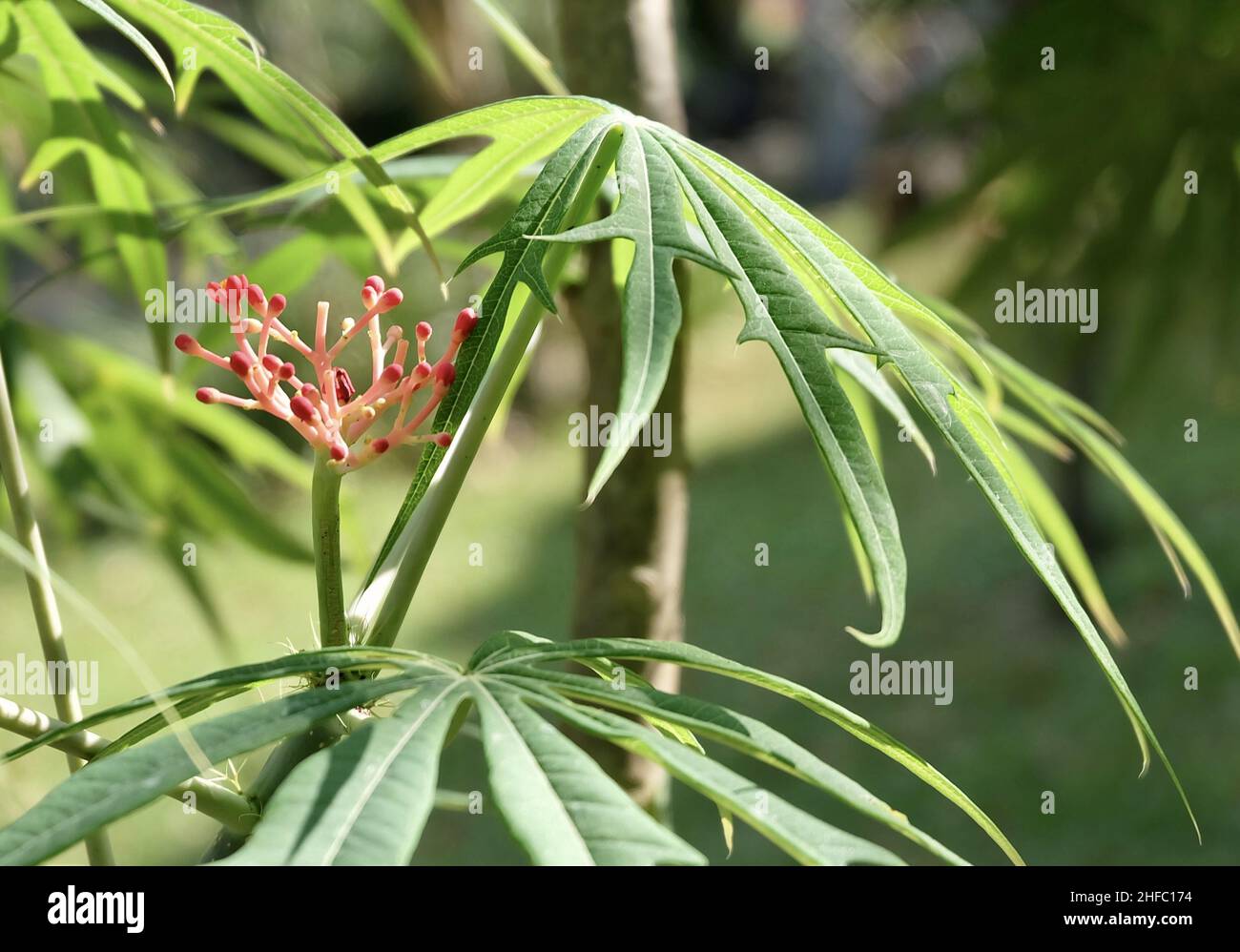 Vert frais exotique Jatropha Multifida, plante de corail, noix de Physe ou Coralbush avec groupe de fleurs rouges sur l'arbre. Banque D'Images