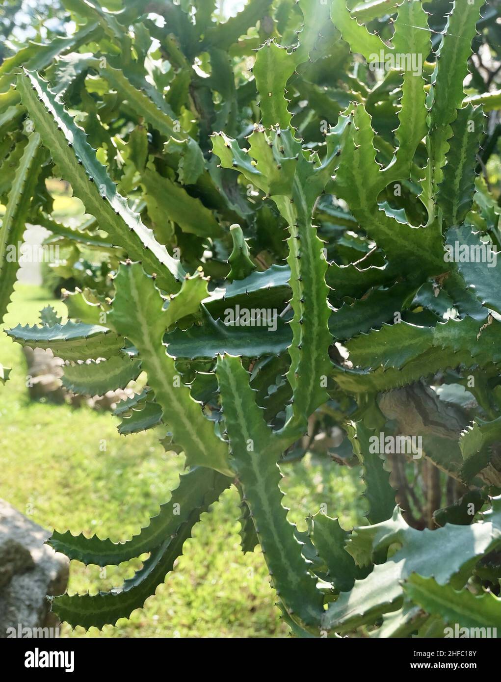 Euphorbia Lactea Cactus ou Motachy Spurge, Une plante succulente avec des Thorns pointus pour la décoration de jardin. Banque D'Images