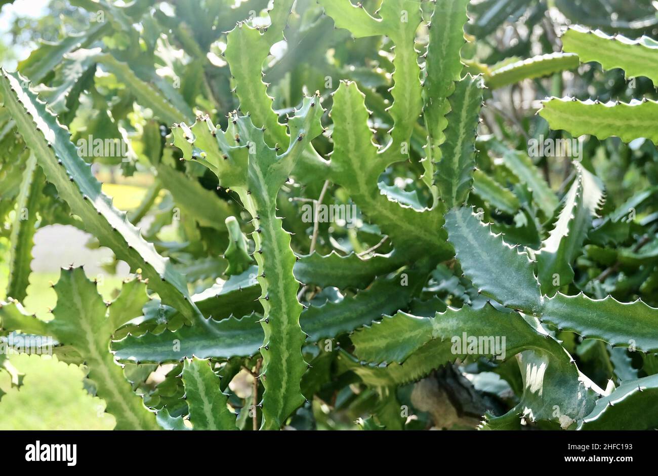 Euphorbia Lactea Cactus ou Motachy Spurge, Une plante succulente avec des Thorns pointus pour la décoration de jardin. Banque D'Images