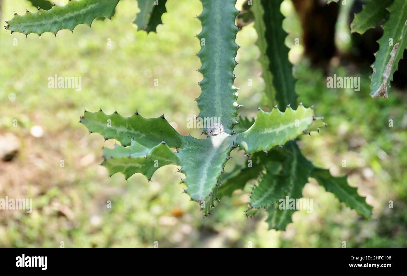 Euphorbia Lactea Cactus ou Motachy Spurge, Une plante succulente avec des Thorns pointus pour la décoration de jardin. Banque D'Images