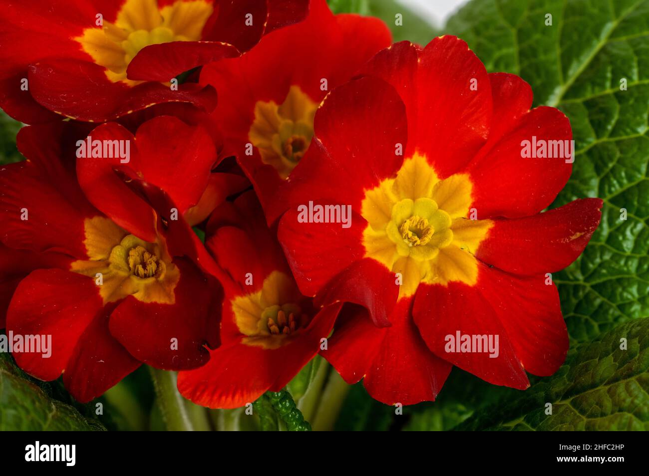 primula, polyanthus ou Primrose, fleurs rouges-jaunes en pleine floraison, photographiées à proximité, macro, fleurs à grande échelle, Primula vulgaris Banque D'Images