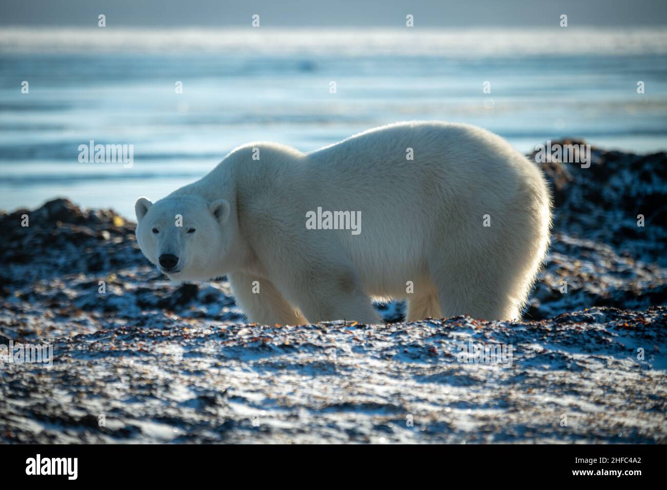 L'ours polaire se tient derrière des rochers sur le rivage Banque D'Images