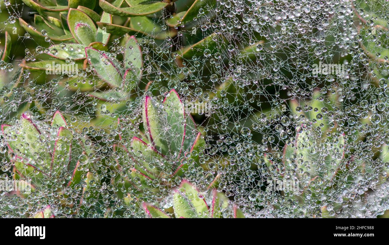 Les gouttelettes de rosée du matin recouvrent une couverture de pavés de silken accrochés à travers les plantes de Sedum Banque D'Images