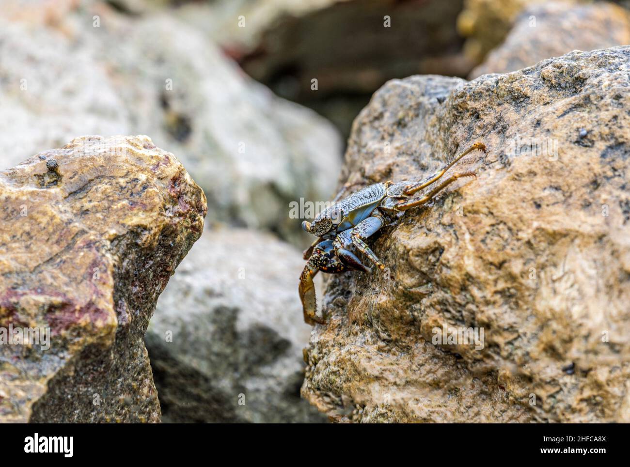 Gros plan d'un crabe bleu sur un rocher le long de l'océan à Aruba Banque D'Images