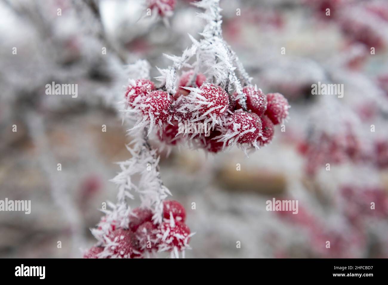 Givre sur le viburnum rouge.Cristaux de glace. Banque D'Images