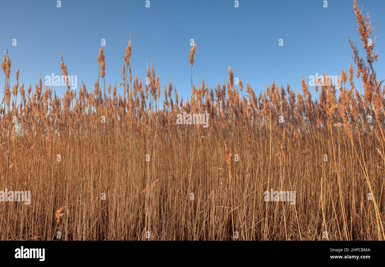 Roseaux secs au soleil contre un ciel bleu clair, Zélande, Danemark, 15 janvier 2022 Banque D'Images