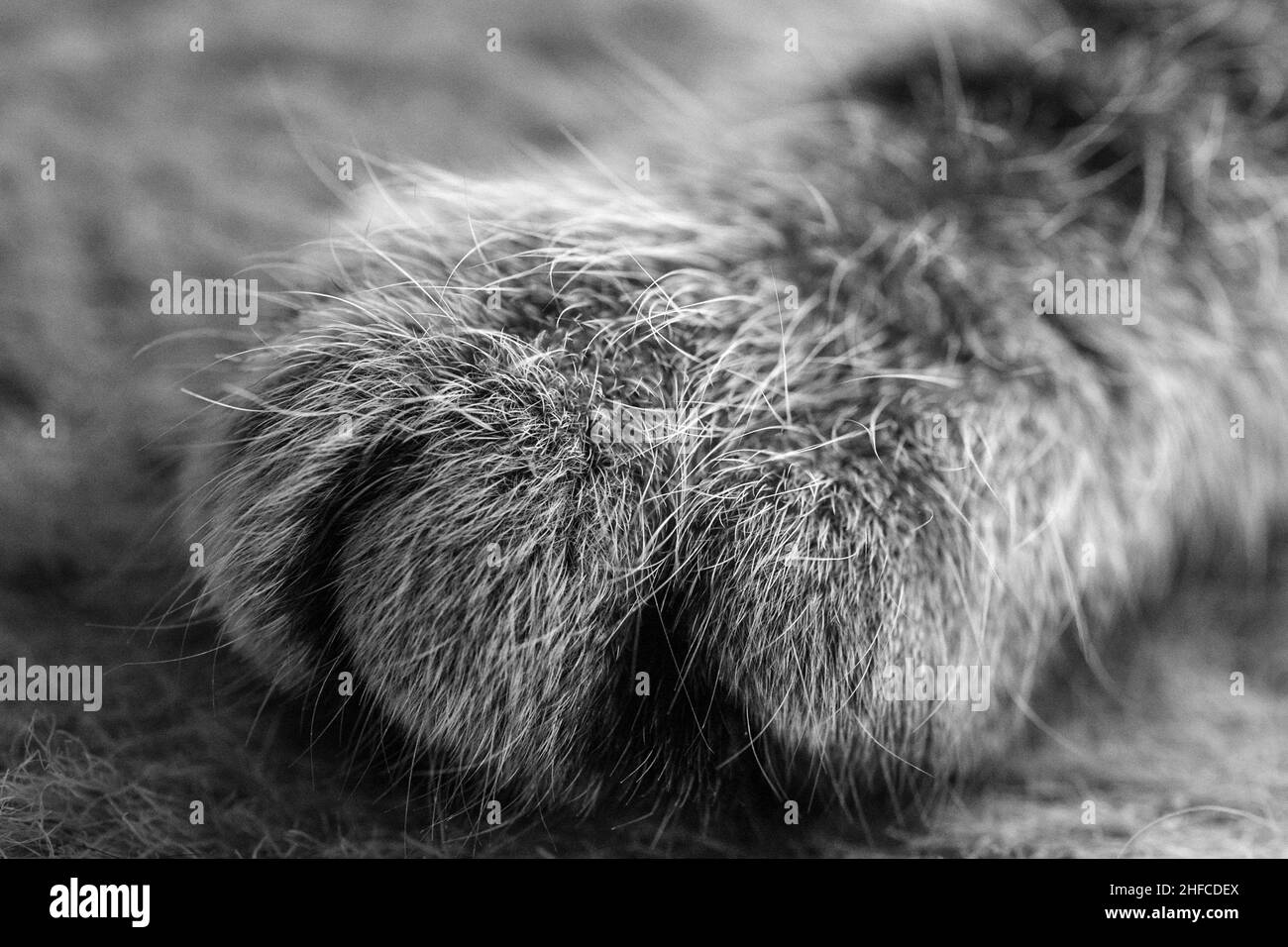 Die Pfote einer Tigerkatze, schwarz weiss Banque D'Images