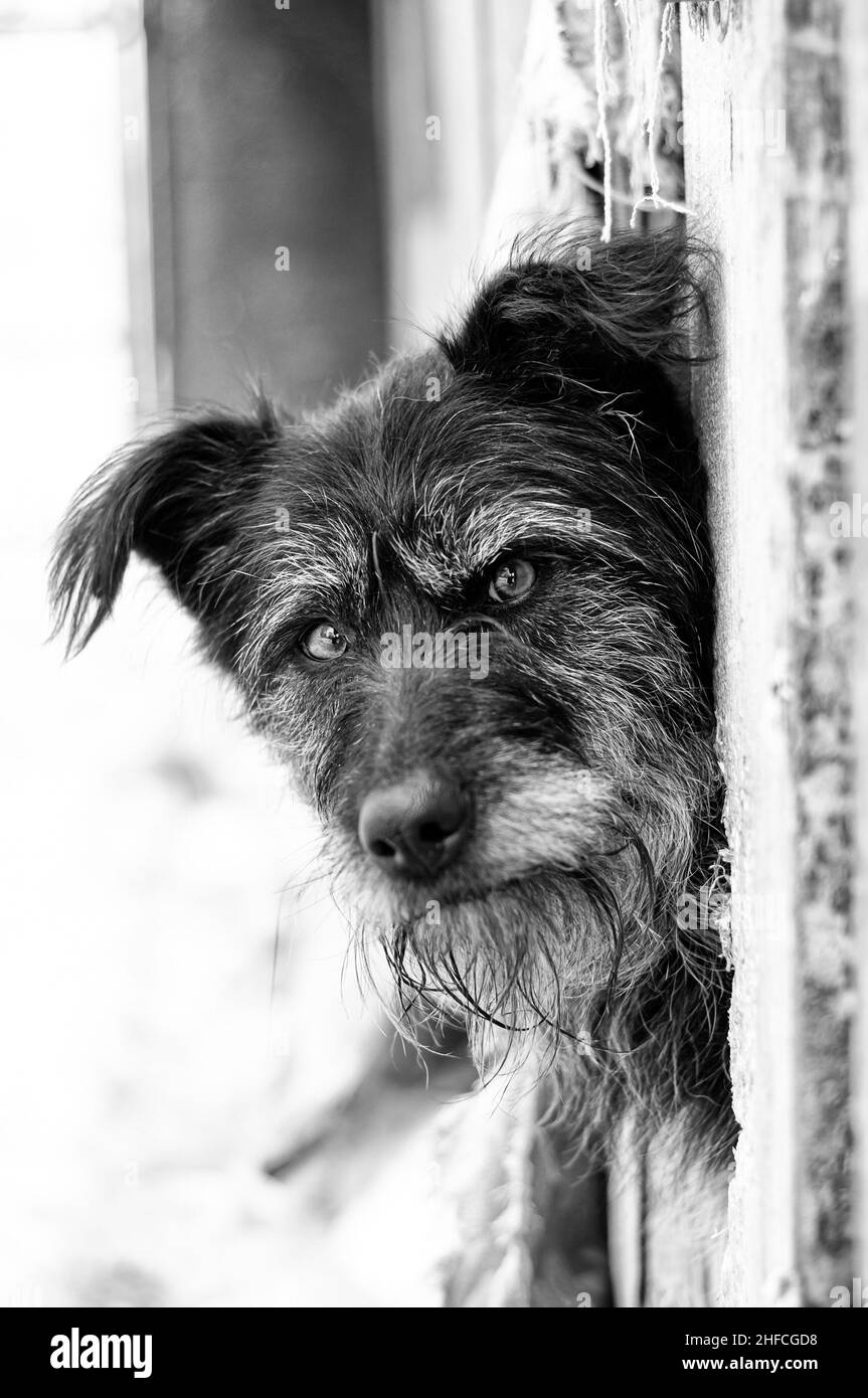 Photo en noir et blanc.Un sans-abri placé dans un abri pour animaux vous regarde avec des yeux tristes en gros plan.Un animal solitaire, un meilleur ami dévoué. Banque D'Images