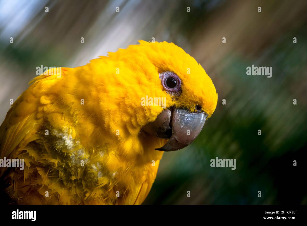 Ararajuba (Guaruba guarouba) ou parapet doré sur une branche d'arbre.Oiseau de couleur jaune.Cet oiseau est du Brésil. Banque D'Images
